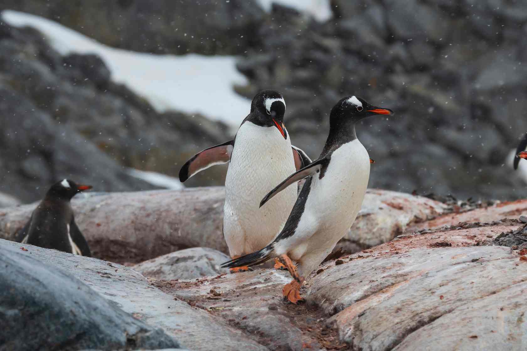 南极下科港:冰原之上的生命枢纽与科学灯塔