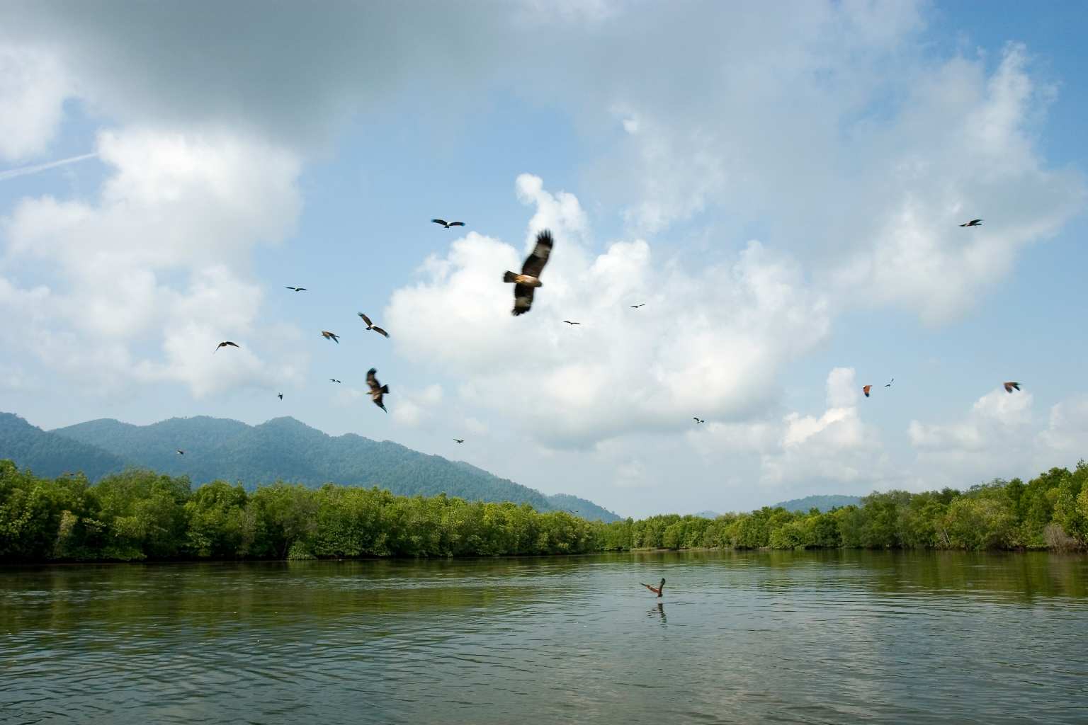 EAGLE FEEDING.jpg EAGLE FEEDING.jpg