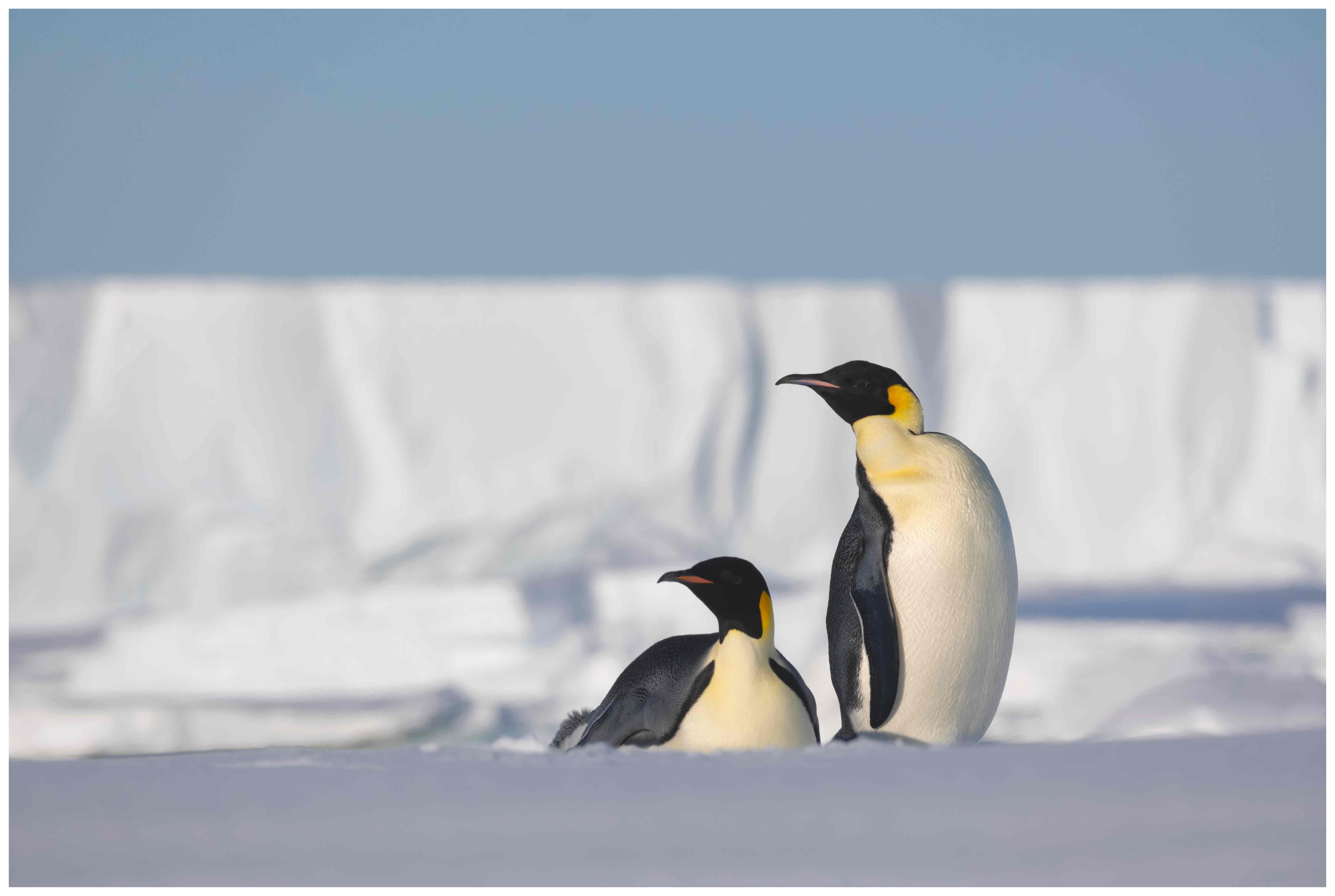 别林斯高晋海:南极洲的隐秘前厅与冰海交响曲
