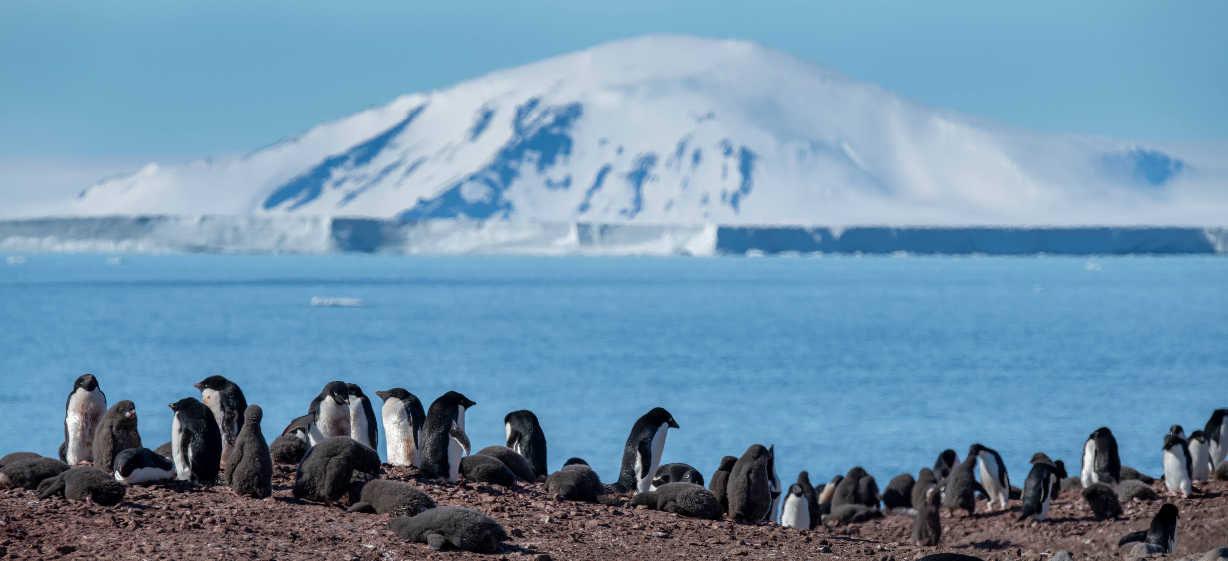023_CC160123_Antarctica_Sims-Island©Cindy Miller Hopkins_PONANT_Photo-Ambassador.jpg