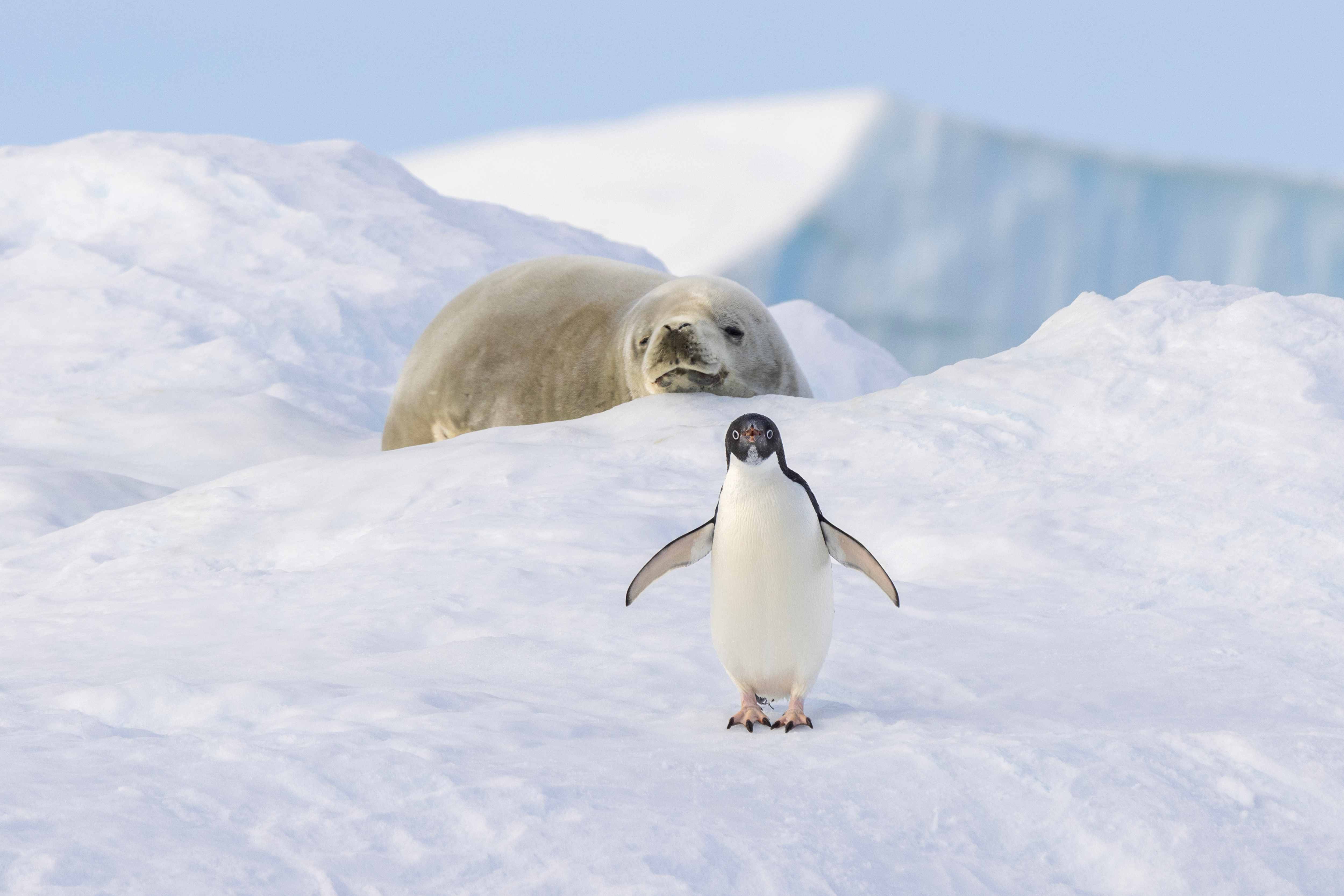 44 _27_CC160123_Antarctica_Bellingshausen-Sea_Carroll-Inlet_Crabeater-seal-and-adelie-penguin-on-ice.jpg