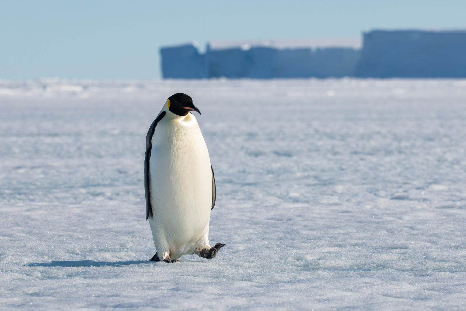 Weddell Sea - 动物3.jpg