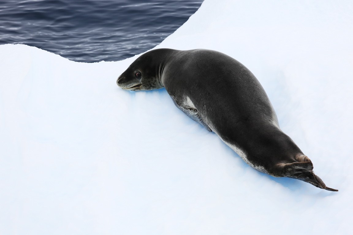 猎海豹2.jpg 猎海豹2.jpg