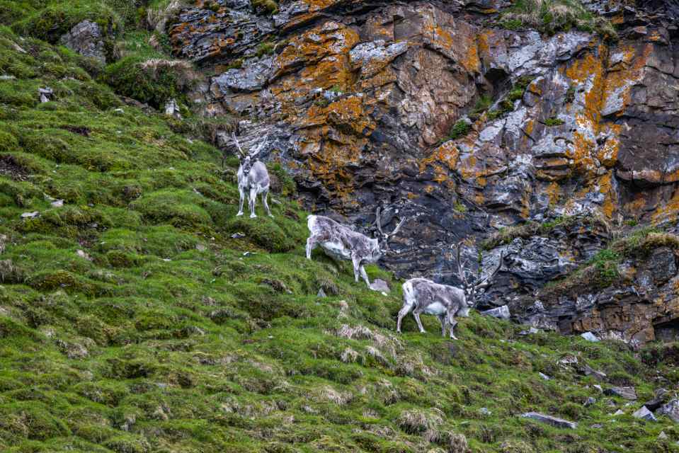 Reindeer, Signehamna, Svalbard, Scott Portelli.jpg Reindeer, Signehamna, Svalbard, Scott Portelli.jpg