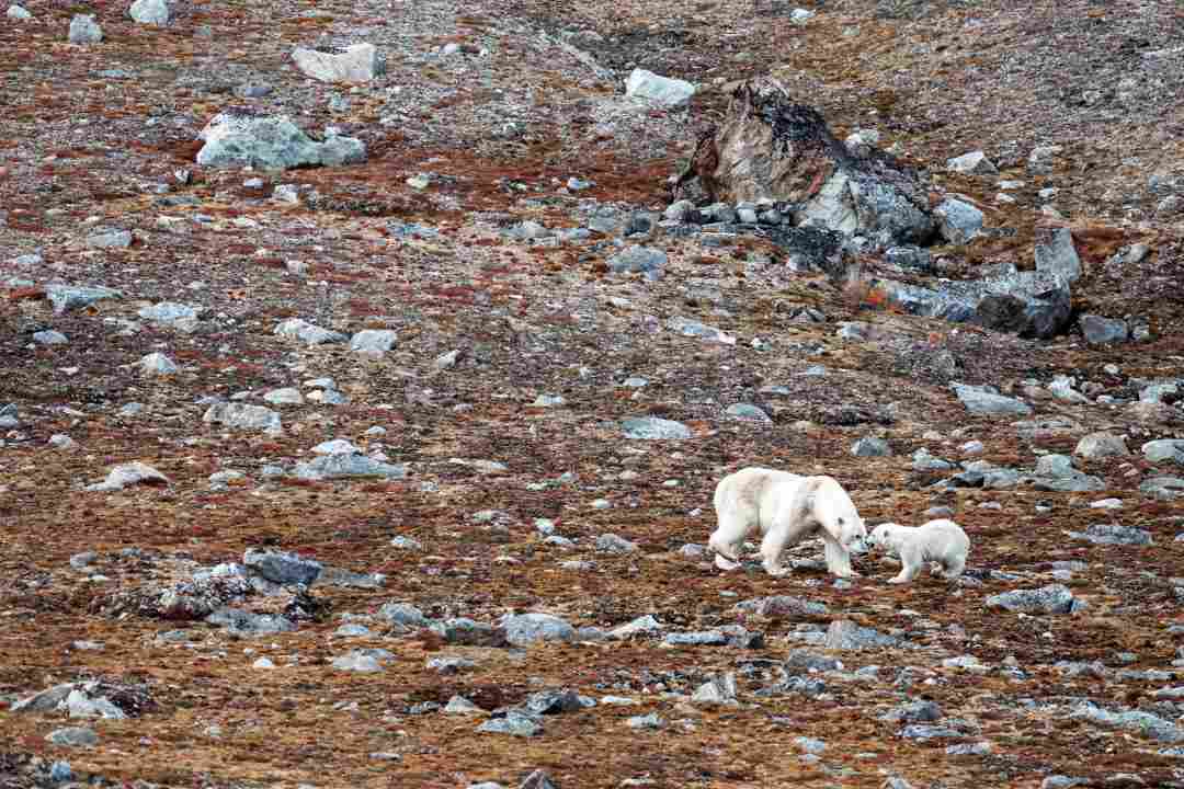 Polar Bears, Ytre Norskoya, Svalbard, Tyson Mayr.jpg Polar Bears, Ytre Norskoya, Svalbard, Tyson Mayr.jpg