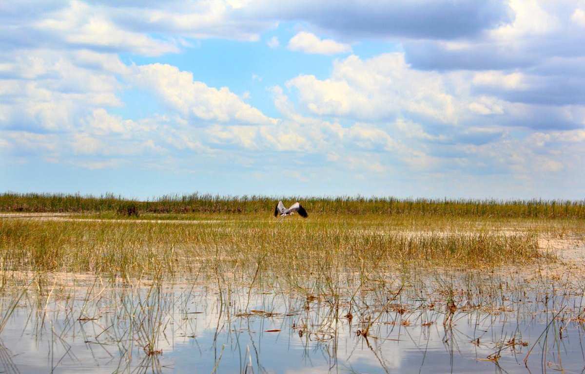 day2-迈阿密大沼泽地游猎公园2.jpg day2-迈阿密大沼泽地游猎公园2.jpg