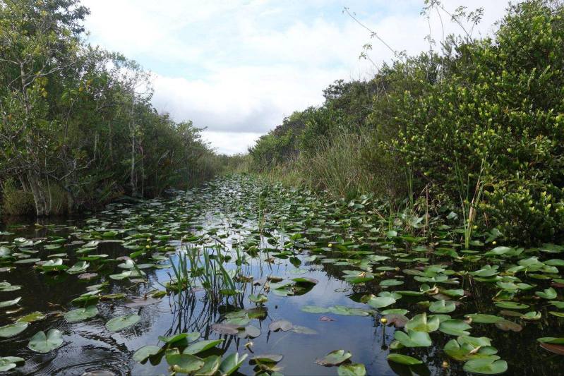 day2-迈阿密大沼泽地游猎公园4.jpg day2-迈阿密大沼泽地游猎公园4.jpg
