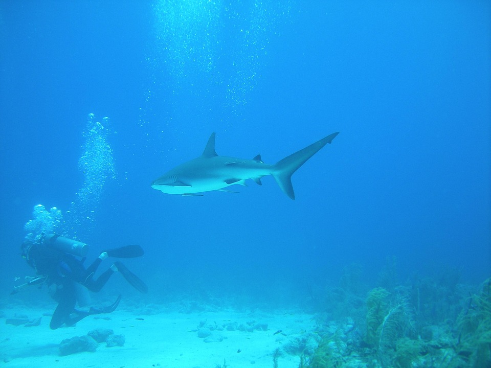 diving-1655739_960_720.jpg