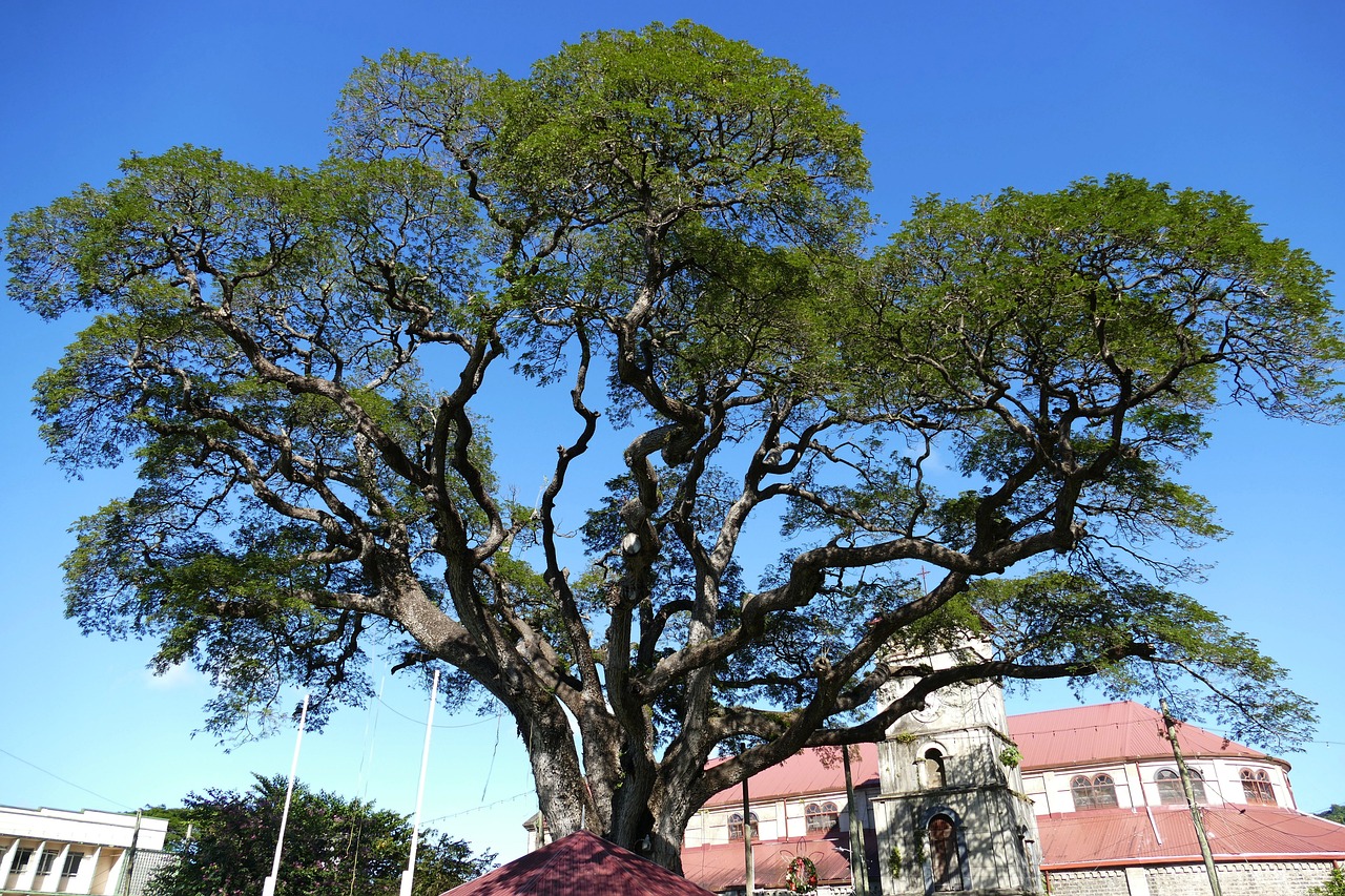 st-lucia-4911624_1280.jpg