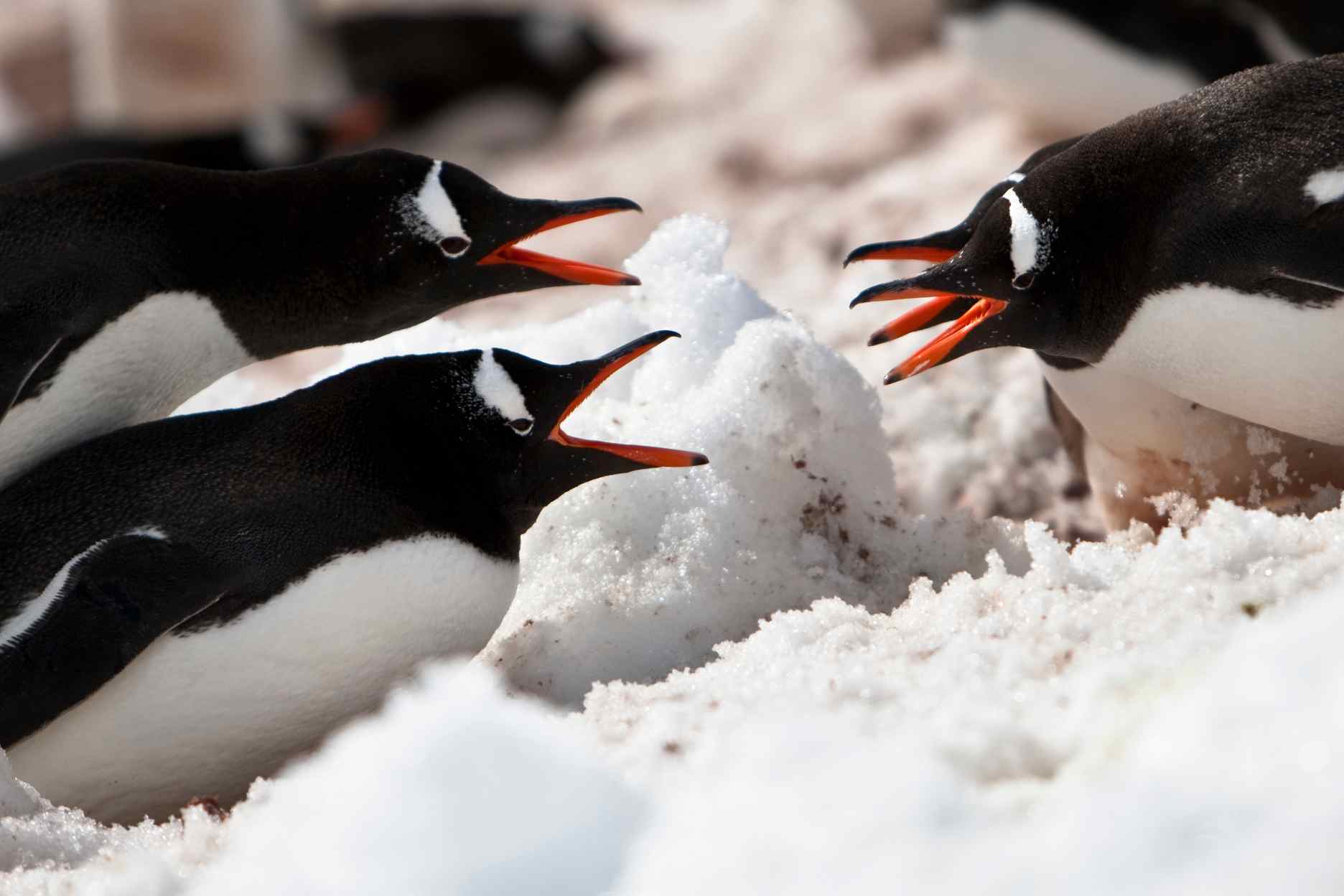 金图1.jpg 金图1.jpg