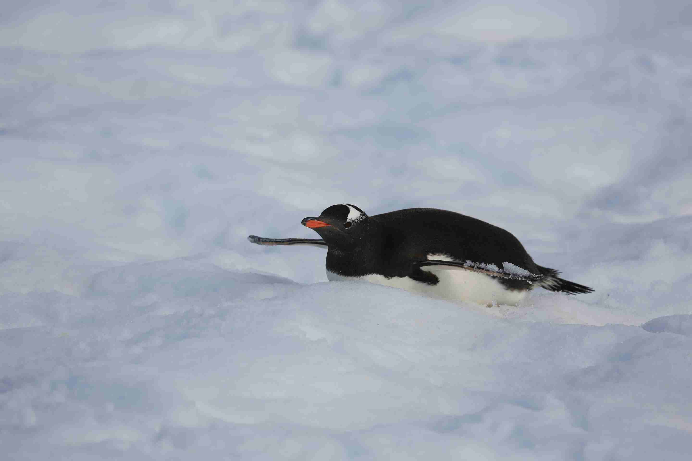 金图4.JPG 金图4.JPG