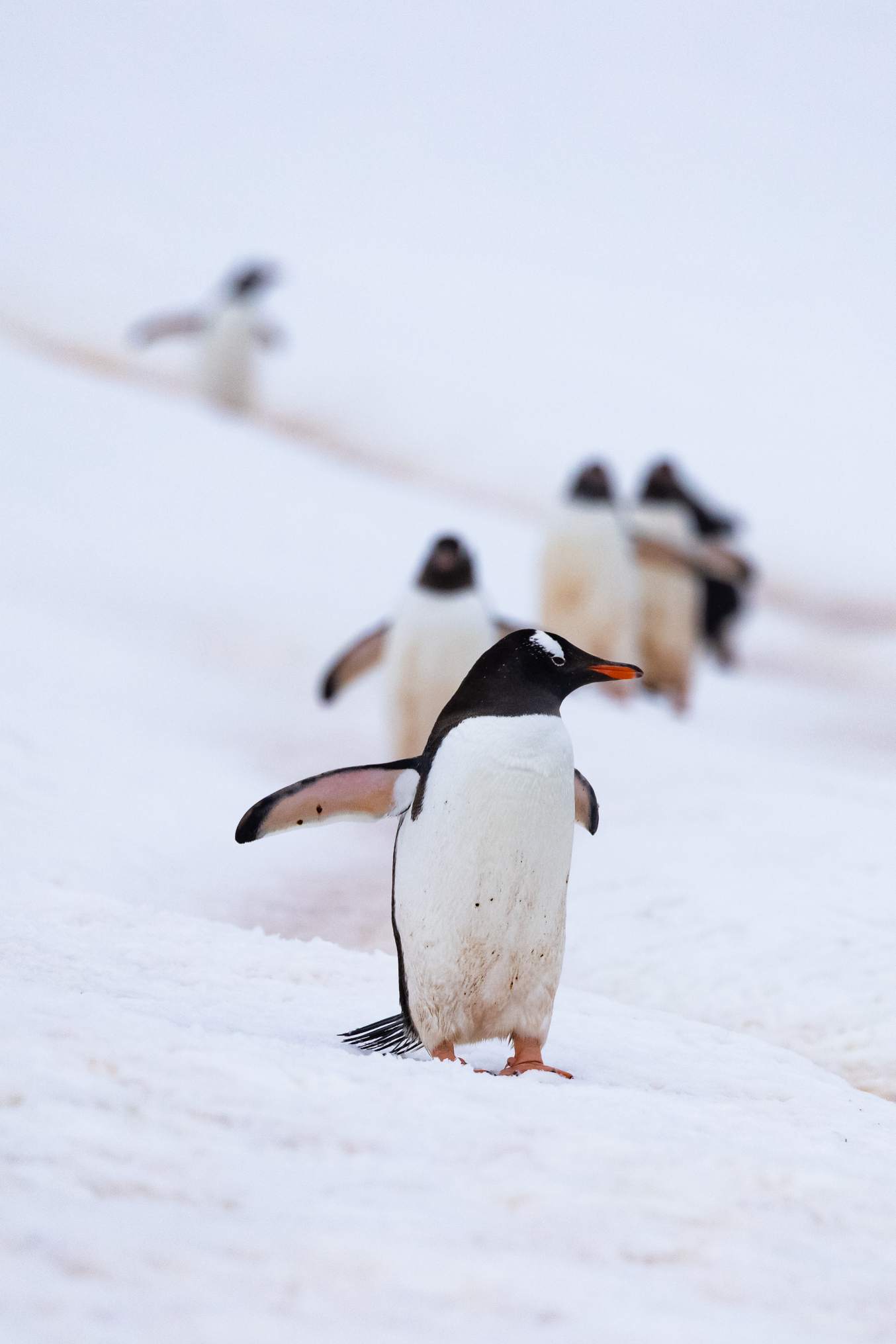 白眉企鹅6D7A3068.jpg 白眉企鹅6D7A3068.jpg