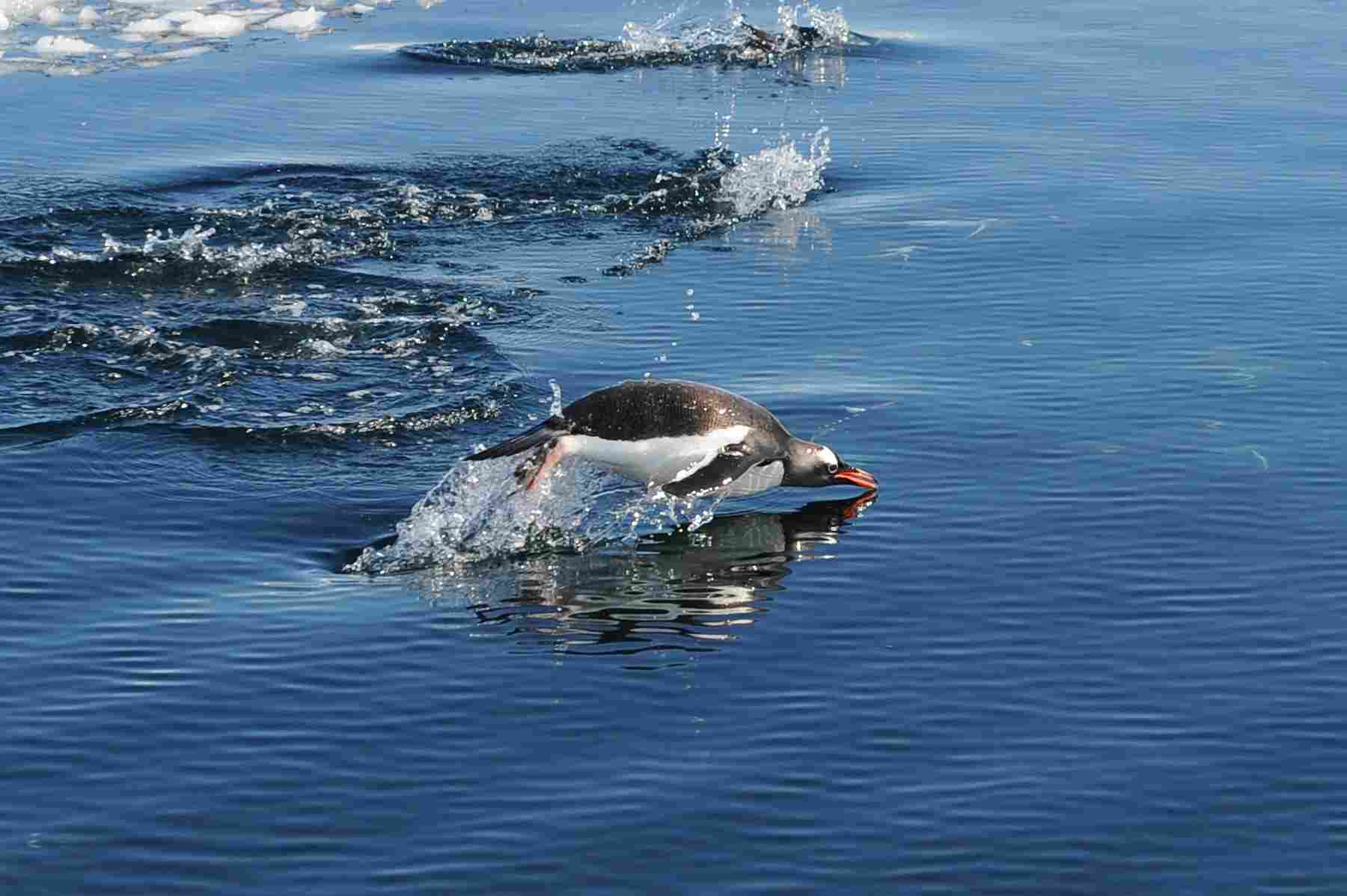 金图2.jpg 金图2.jpg