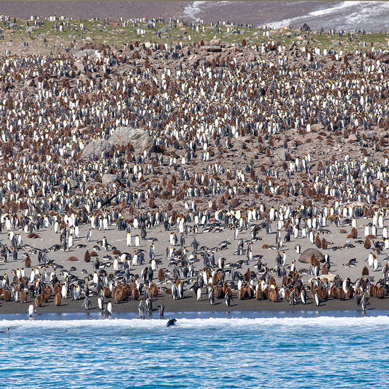 南乔治亚岛:建议有密集恐惧症的小伙伴就不要来了