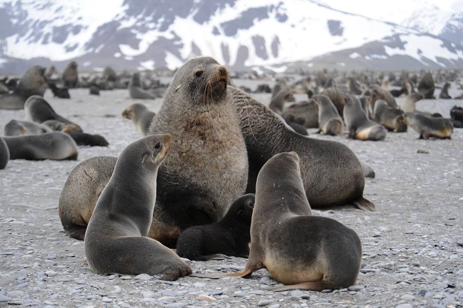 海狗群.jpg 海狗群.jpg