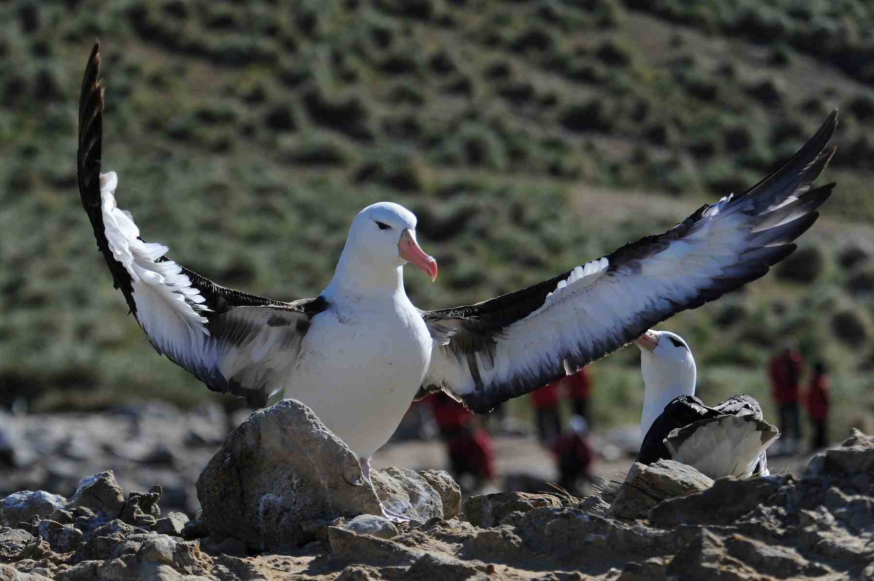 信天翁 (2).jpg 信天翁 (2).jpg