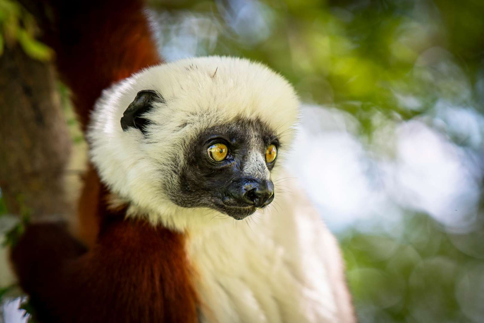  马达加斯加：印度洋中的生命方舟