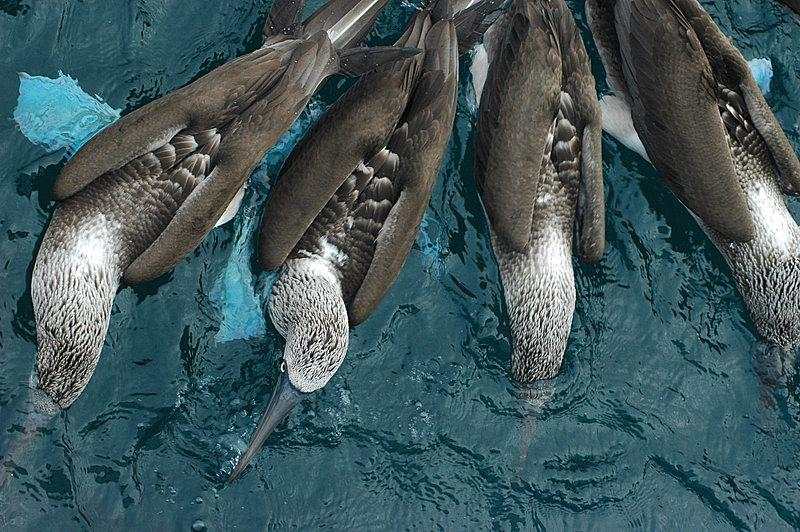 day18-蓝脚鲣鸟.jpg day18-蓝脚鲣鸟.jpg