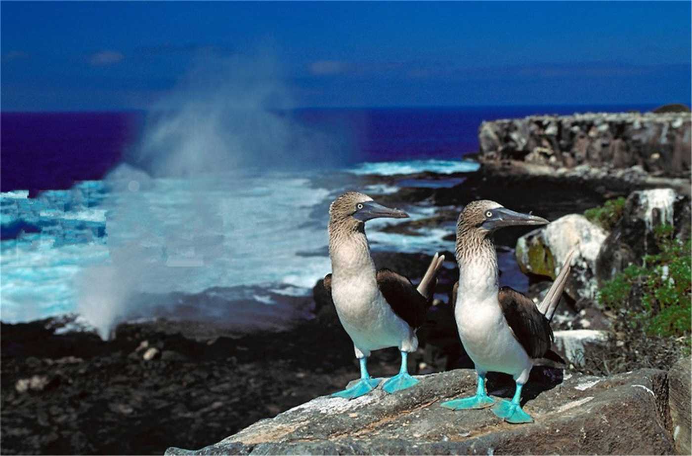 day17-艾斯潘诺拉岛Española蓝脚鲣鸟2.jpg day17-艾斯潘诺拉岛Española蓝脚鲣鸟2.jpg