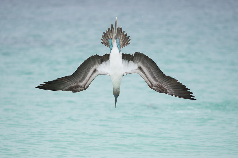 day15-蓝脚鲣鸟.jpg day15-蓝脚鲣鸟.jpg