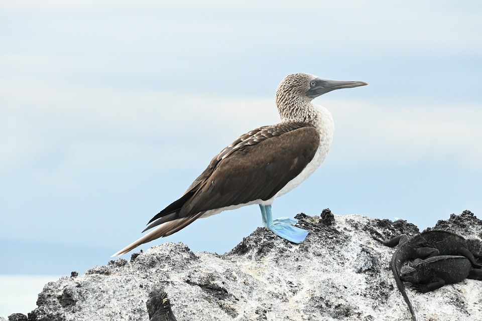 galapagos-9732481_960_720.jpg galapagos-9732481_960_720.jpg
