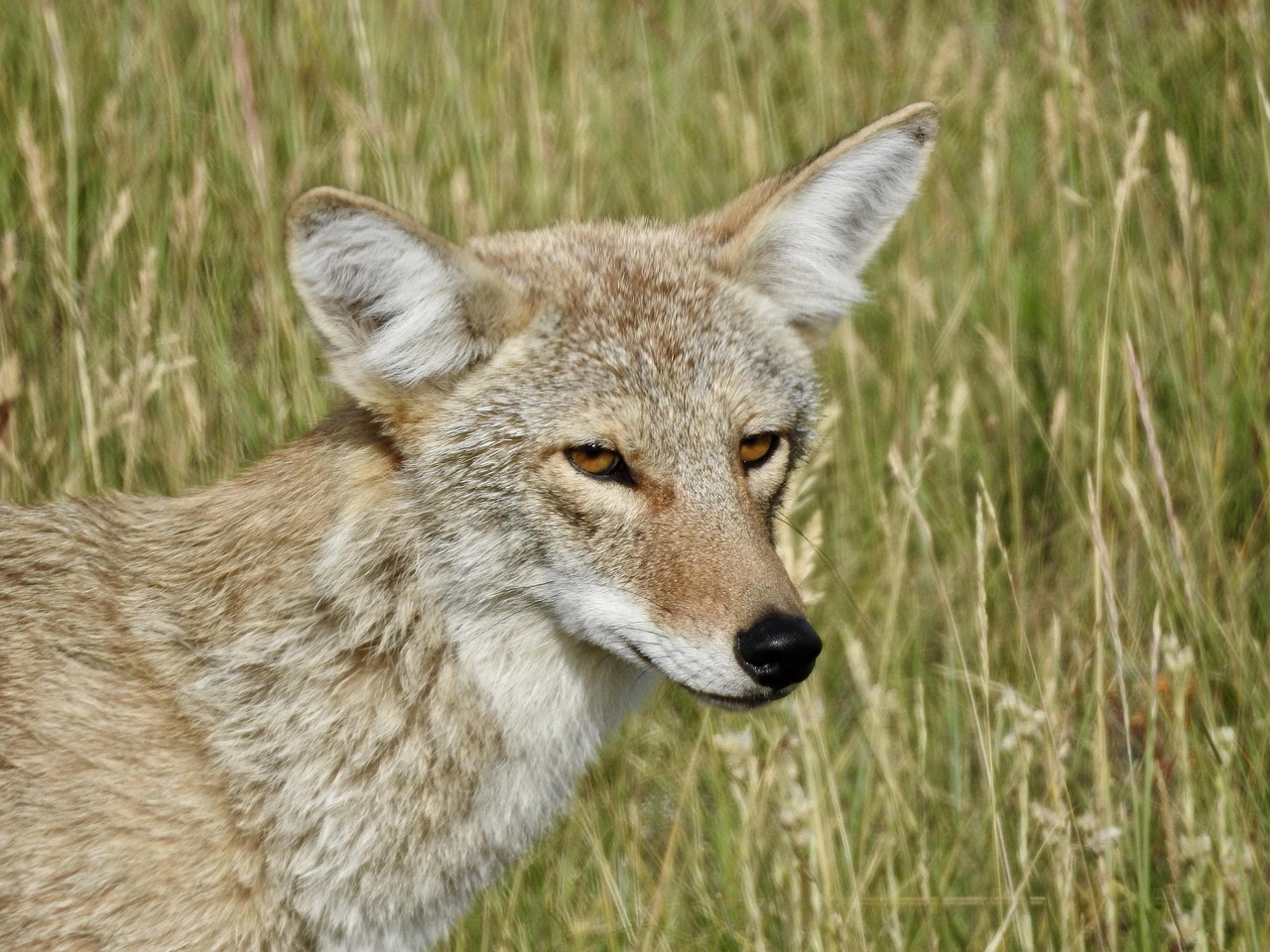 coyote-5336168_1280.jpg