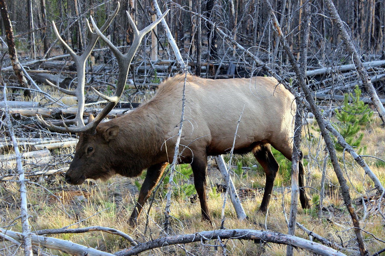 wapiti-deer-2520870_1280.jpg