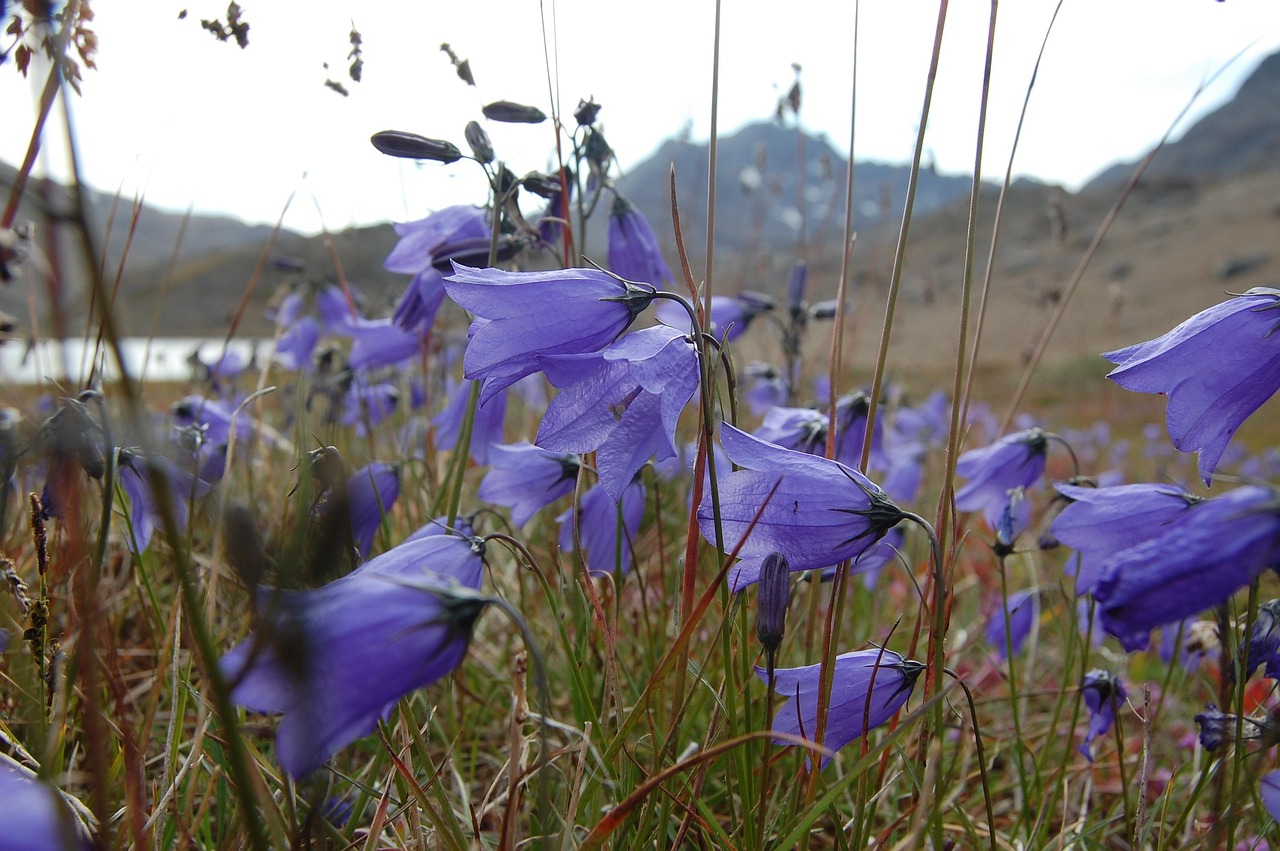bluebell-2135760_1280.jpg bluebell-2135760_1280.jpg