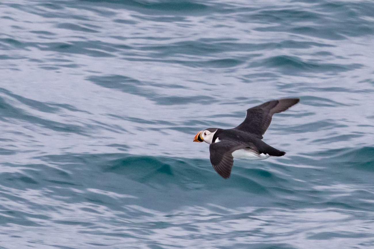 北极海鹦(1).jpg 北极海鹦(1).jpg