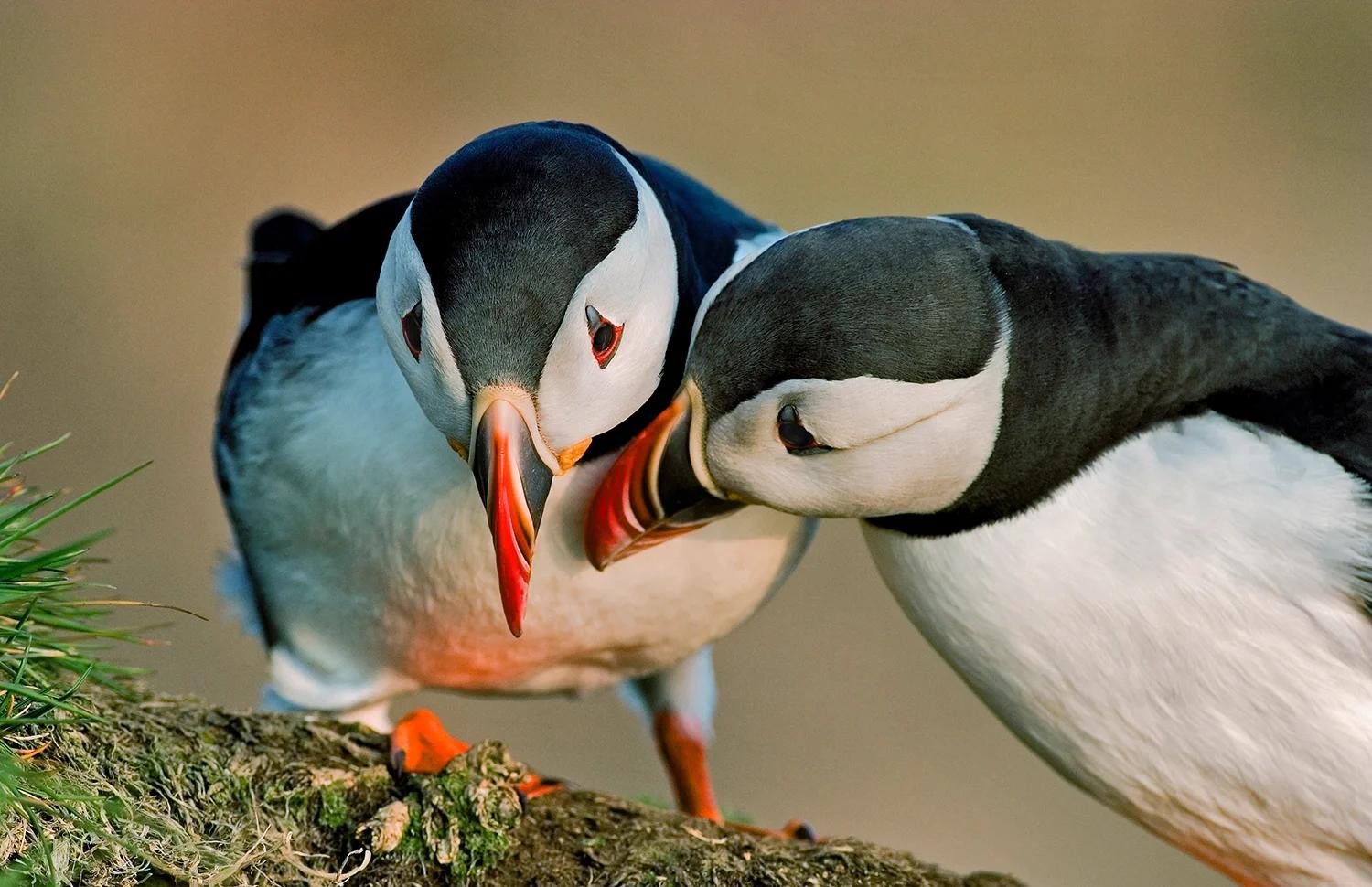 u=2527044654,2855263800&fm=3074&app=3074&f=JPEG.jpg u=2527044654,2855263800&fm=3074&app=3074&f=JPEG.jpg