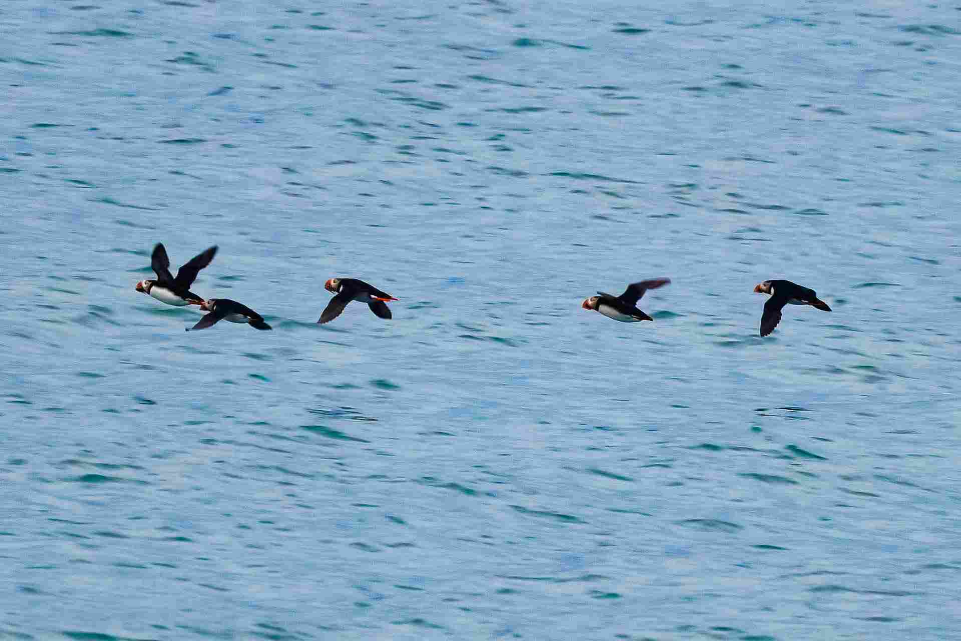 北极海鹦 (2).jpg 北极海鹦 (2).jpg