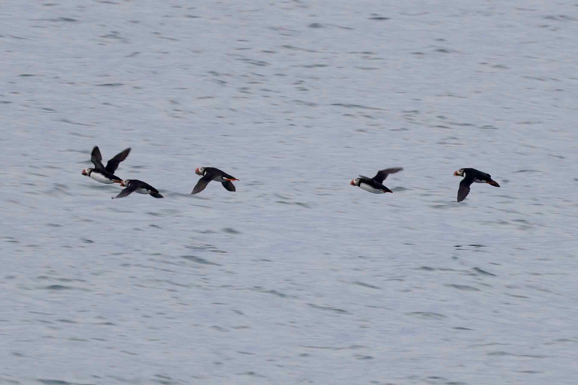 北极海鹦.jpg 北极海鹦.jpg