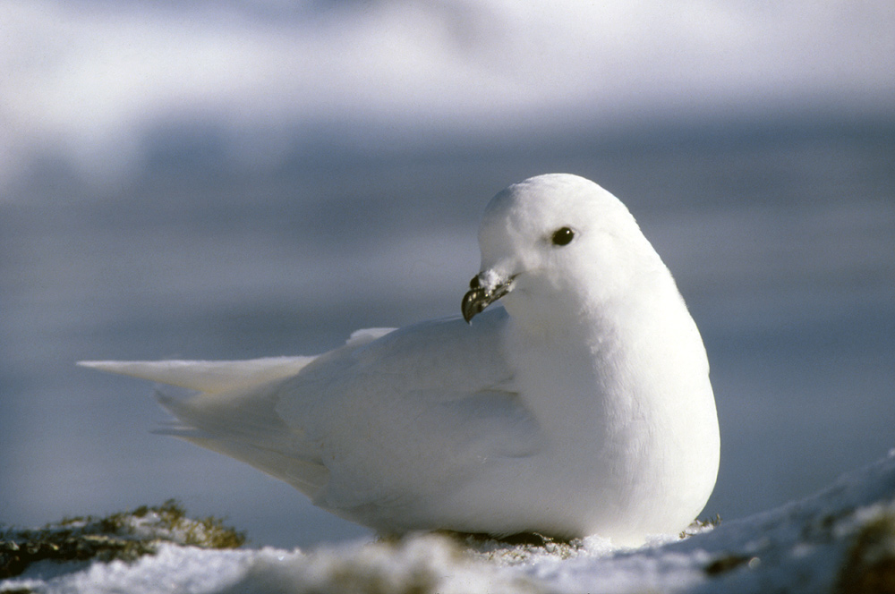 极地魅影：暴雪鹱——冰雪世界的生存传奇