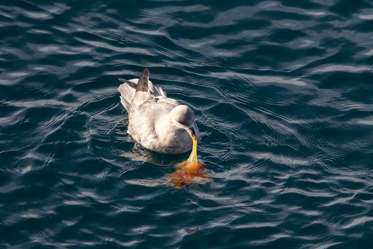 暴雪鹱(1).jpg 暴雪鹱(1).jpg