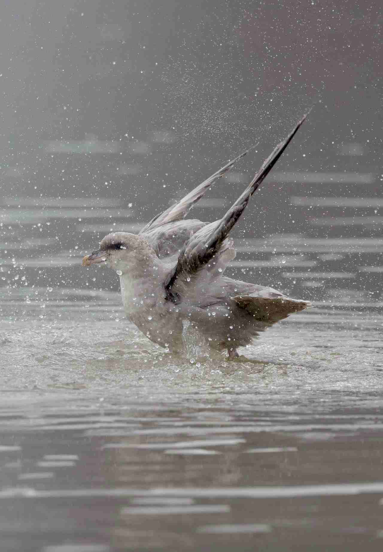 暴雪鹱.jpg 暴雪鹱.jpg