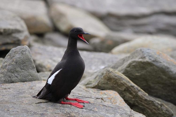 96a3863b0fb3bfdef152c9c9279e3583.jpeg 96a3863b0fb3bfdef152c9c9279e3583.jpeg