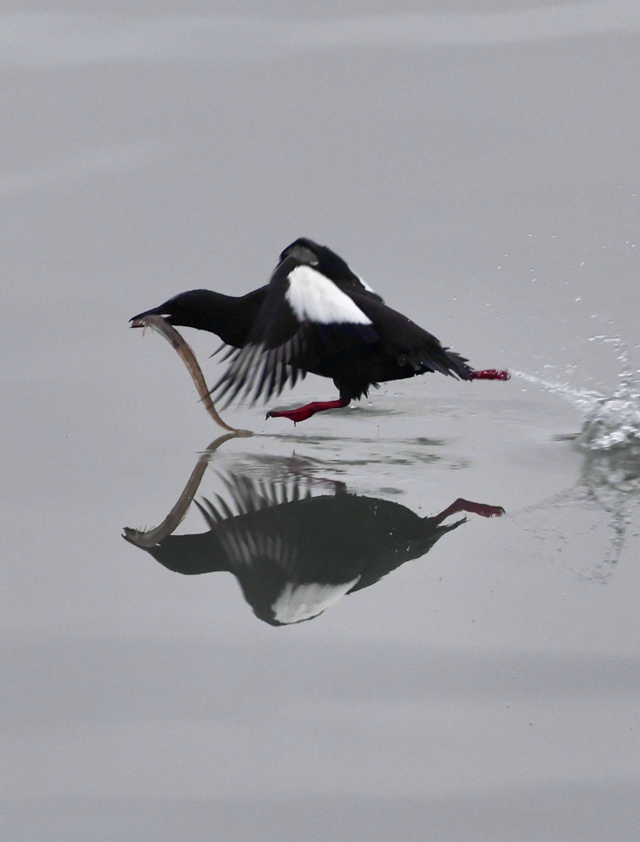 白斑翅海鸽.jpg 白斑翅海鸽.jpg