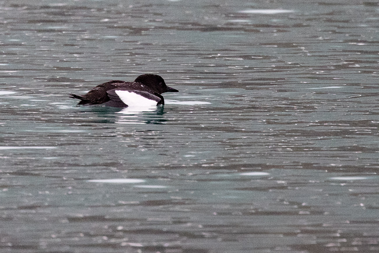 白斑翅海鸽(1).jpg 白斑翅海鸽(1).jpg