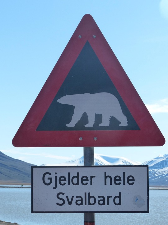 polar-bears-1224491_960_720.jpg