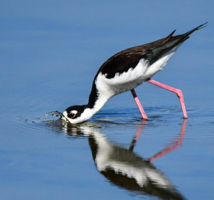 黑颈长脚鹬：湿地间的优雅舞者