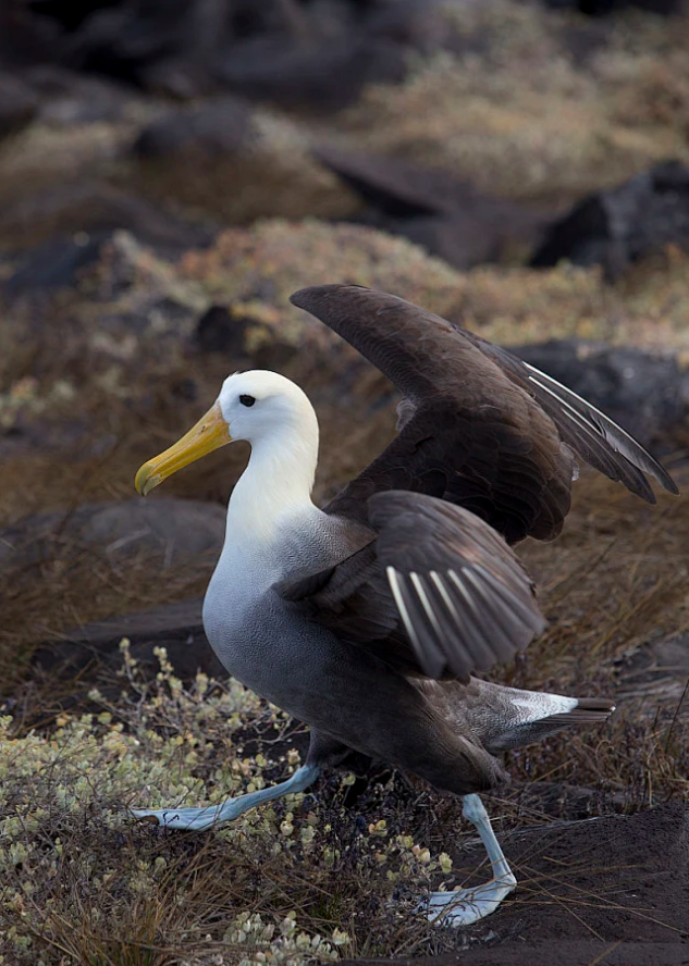 波纹信天翁：赤道海域的凌空舞者