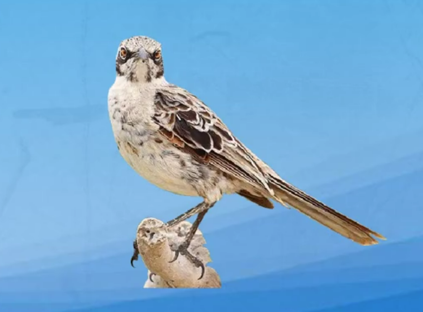  加勒比海上的黑色歌者：冠嘲鸫的传奇