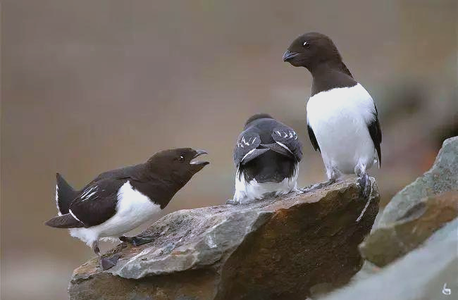  侏海雀：北大西洋的“极地精灵”传奇