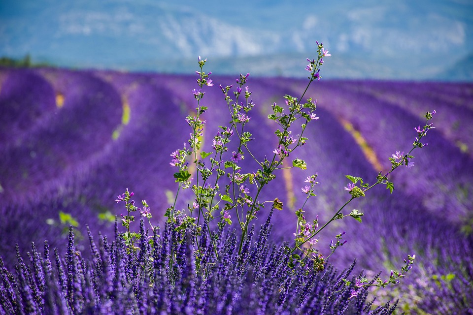 lavender-3764937_960_720.jpg