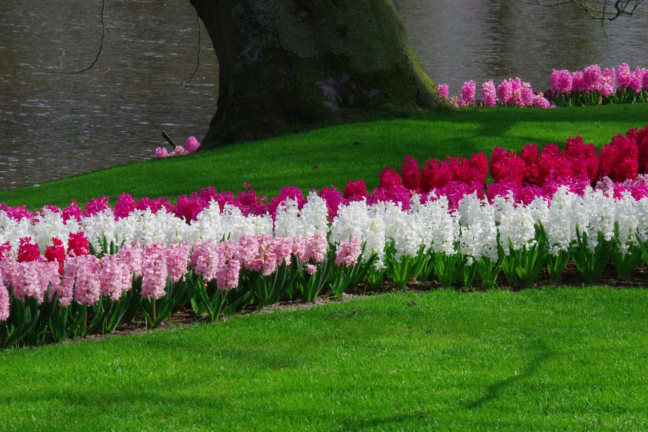 keukenhof-5136575_1280.jpg