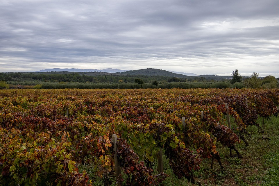 vineyard-6842176_960_720.jpg