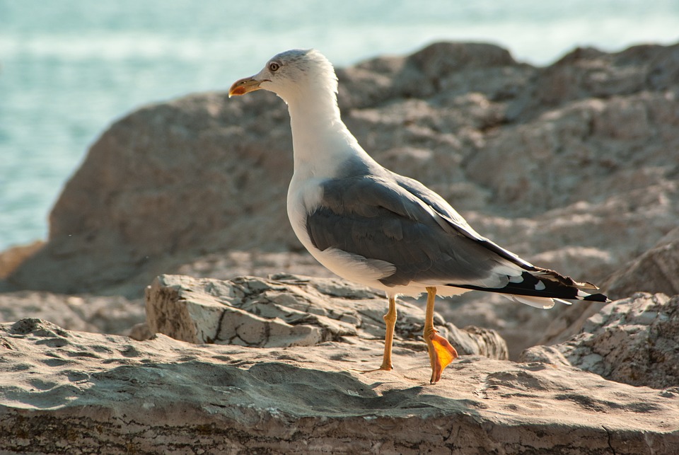 seagull-4769502_960_720.jpg