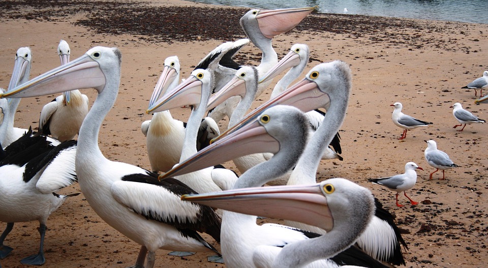 pelicans-259705_960_720.jpg