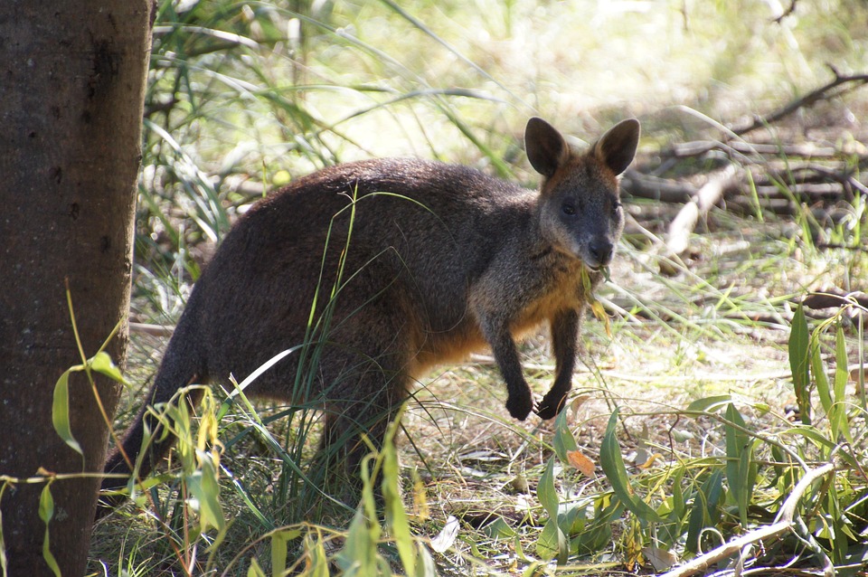 wallaby-226275_960_720.jpg