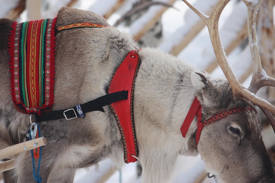 reindeer-5039045_960_720.jpg